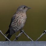 Bluebird.jpg