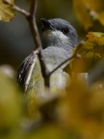 CassinsKingbird3.jpg