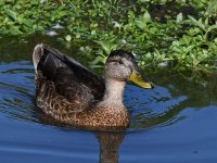 Mallard3.jpg