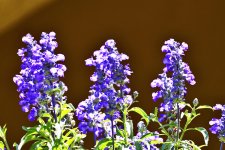 _ROY8936_00001.jpg