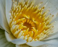 yellow-4.jpg
