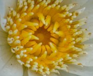 yellow-1.jpg