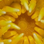 yellow-3.jpg