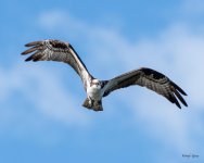 OspreyFlight-581.jpg