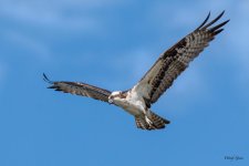 OspreyFlight-583.jpg