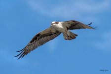OspreyFlight-584.jpg