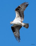OspreyFlight-585.jpg