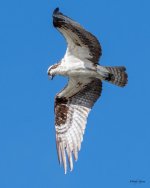 OspreyFlight-586.jpg