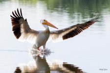 PelicanLanding-550.jpg