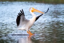 PelicanLanding-551.jpg