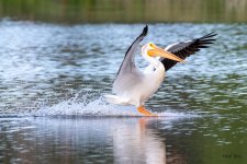 PelicanLanding-552.jpg