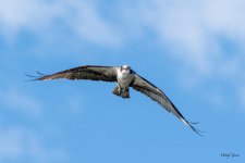 OspreyFlight-580.jpg