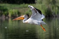 PelicanFlight-569.jpg