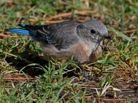 Bluebird2.jpg