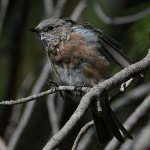 Bluebird13.jpg