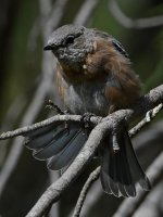 Bluebird14.jpg