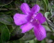purple-2.jpg