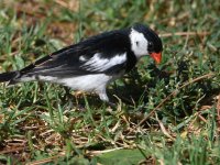Whydah3.jpg