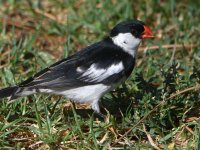 Whydah5.jpg