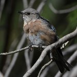 Bluebird11.jpg