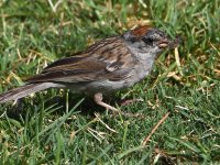 Sparrow8.jpg