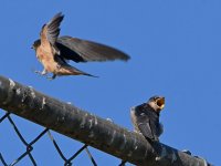 Swallow2.jpg