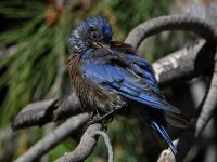 Bluebird2.jpg