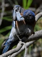 Bluebird8.jpg