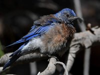 Bluebird9.jpg