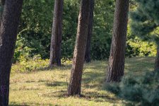 trees.jpg