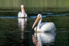 PelicanScene-500.jpg