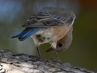 Bluebird11.jpg