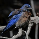 Bluebird10.jpg