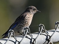 Bluebird17.jpg