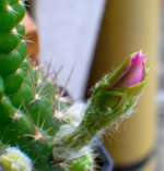 morning-blossom-sat-1.jpg
