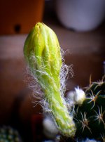 morning-blossom-sat-3.jpg