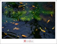 fish-1-2.jpg