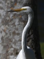 Egret4.jpg