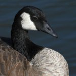Goose3.jpg