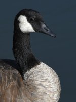 Goose5.jpg