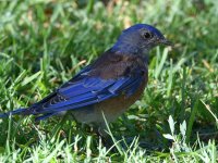 Bluebird2.jpg