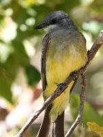 CassinsKingbird5.jpg
