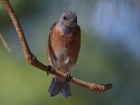 Bluebird2.jpg
