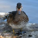 WoodDuck.jpg