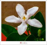 white-2.jpg