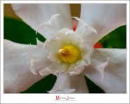 white-6.jpg