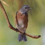 Bluebird6.jpg