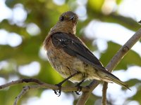 Bluebird2.jpg