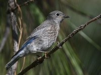 Bluebird5.jpg