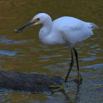 Egret2.jpg
